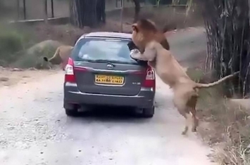 印度卡纳塔克邦野生动物园狮子直扑旅游车