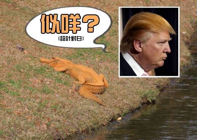 美国南卡罗莱纳州惊现橙色鳄鱼 网民命名：特朗普大鳄