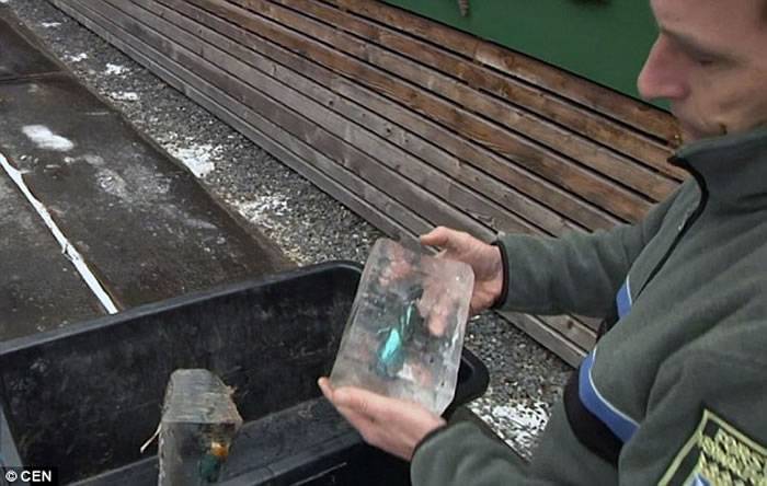 德国巴伐利亚州两只潜水塘捉鱼的翠鸟惨被冰封雪成冰砖