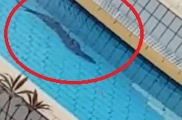 圆鼻巨蜥在新加坡裕廊东游泳池悠哉玩耍