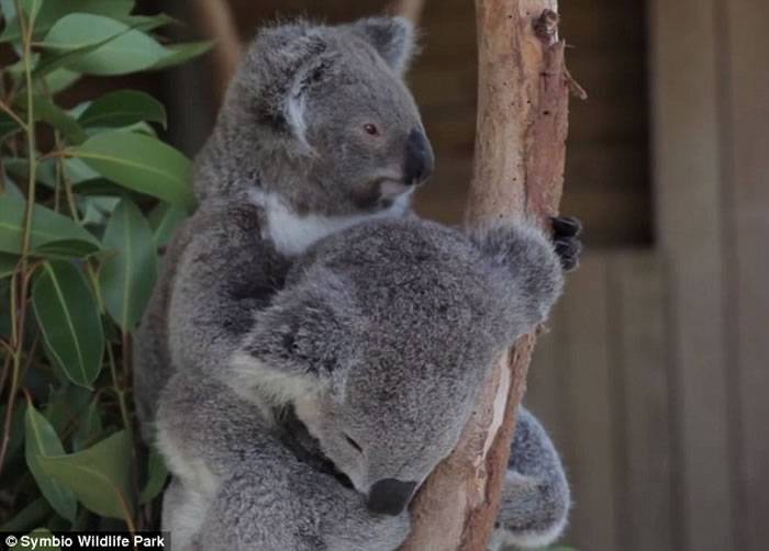 澳洲两只树熊相互拥抱入睡