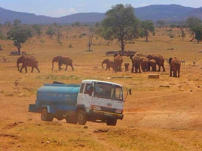 不忍动物渴死 肯尼亚农夫自掏腰包租运水车帮助动物止渴