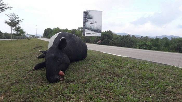马来西亚马来貘遭路杀 舌头和尾巴有被割下的痕迹