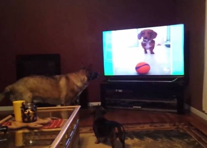 胆小狼狗被电视机画面中的腊肠狗吓到