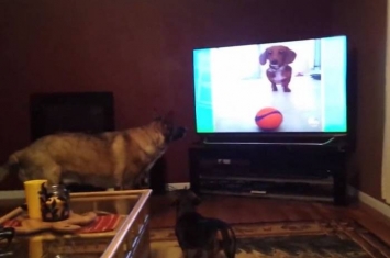 胆小狼狗被电视机画面中的腊肠狗吓到