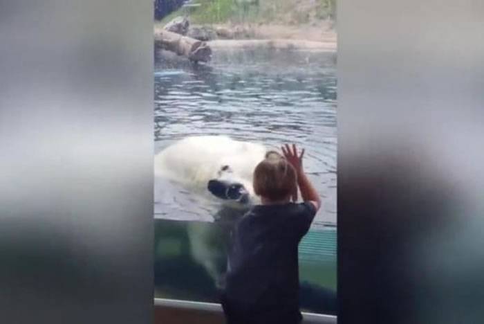 美国纽约动物园北极熊隔着玻璃“猛扑” 男童吓倒地上
