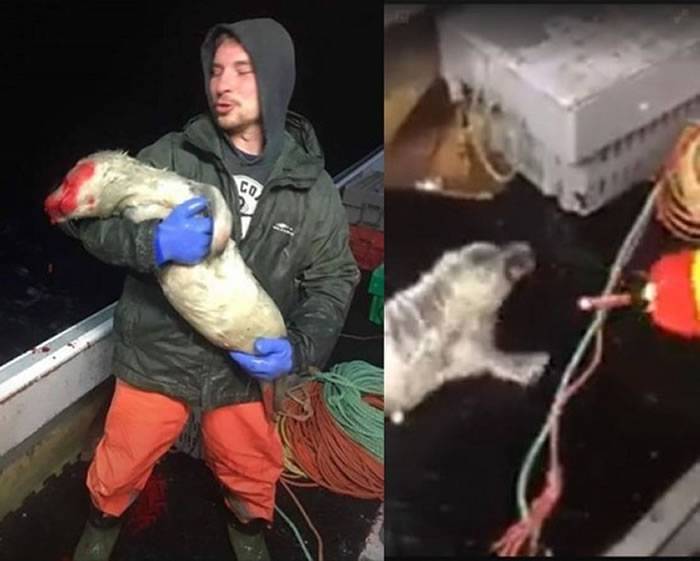 加拿大雅茅斯发生渔夫虐待小海豹事件 捕上船后打到血流满面