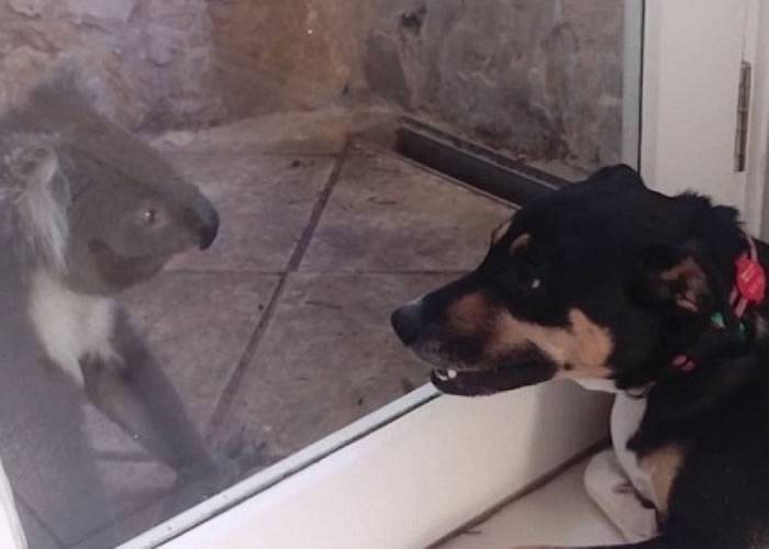 澳洲南澳省野生树熊闯入民居 隔着玻璃跟狗狗“交朋友”