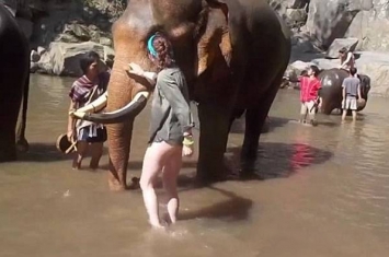 泰国大象洗澡时被摸鼻子 卷长鼻怒甩飞女游客