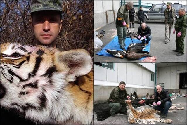 俄罗斯纳霍德卡酷爱打猎商人猎杀濒危西伯利亚虎 被罚逾百万