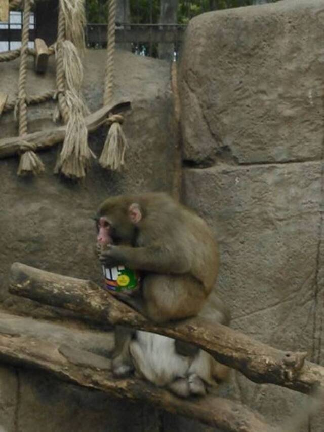 美国威斯康辛州动物园猴子坐在树枝上抱着花生酱埋头猛吃