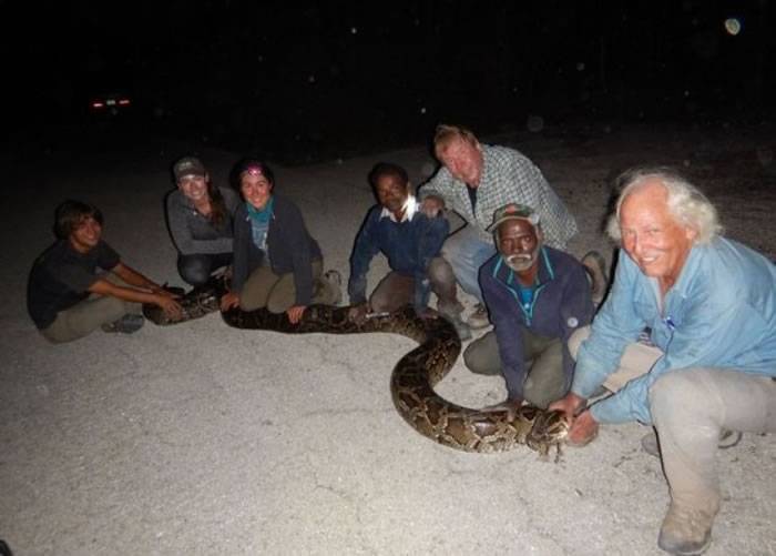 印度部落民族伊鲁拉捉蛇人勇闯美国佛罗里达州 一个月捉27条缅甸蟒