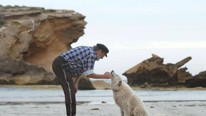 澳洲守护小蓝企鹅超过10年的牧羊犬Oddball走了