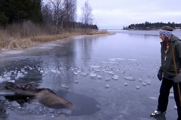 瑞典可怜麋鹿被困冰湖 3名好心人斧头破冰救鹿