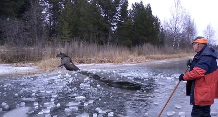 瑞典可怜麋鹿被困冰湖 3名好心人斧头破冰救鹿