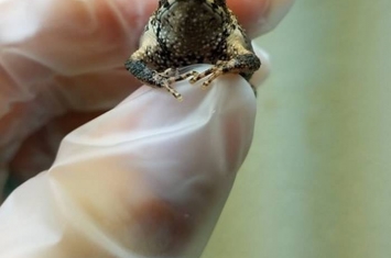 美国德州沃思堡动物园利用野外搜集的冷冻精液成功孵化出“波多黎各凤头蟾蜍”宝宝