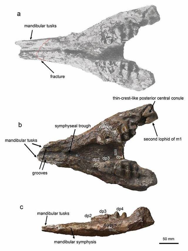中国长鼻类化石研究新进展——始轭齿象在欧亚大陆的首次报道