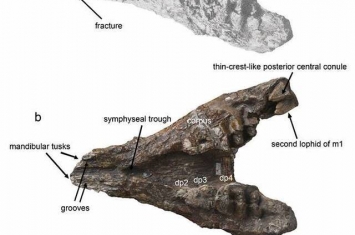 中国长鼻类化石研究新进展——始轭齿象在欧亚大陆的首次报道
