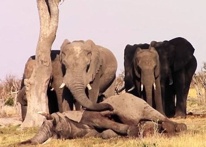 非洲博茨瓦纳一群大象守护死去同伴