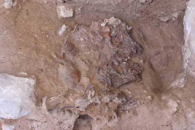 沙尼达尔Z（Shanidar Z）证明7万年前尼安德特人或已有丧葬习俗