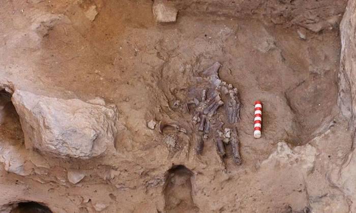 伊拉克库尔德地区Shanidar Cave遗址中的遗骸再次引发“尼安德特人的葬礼仪式”的辩论