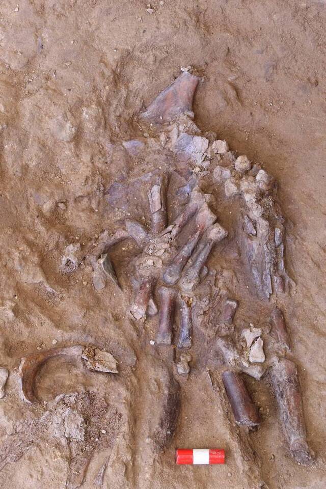 伊拉克库尔德地区Shanidar Cave遗址中的遗骸再次引发“尼安德特人的葬礼仪式”的辩论