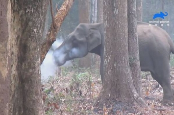 印度大象为什么吞云吐雾？动物星球频道《自然怪事求解答》将揭露