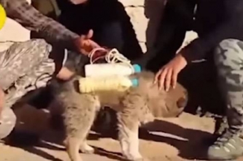 伊斯兰国IS逼无辜小狗当自杀炸弹客