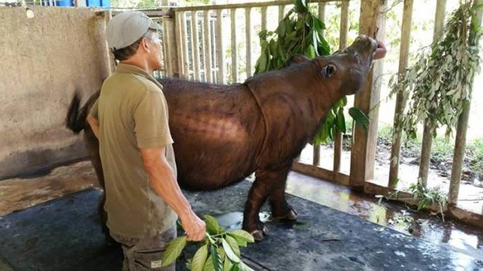 马来西亚沙巴州宣布全国最后一只苏门答腊犀牛“依曼”因为癌症而病逝