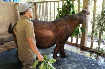 马来西亚沙巴州宣布全国最后一只苏门答腊犀牛“依曼”因为癌症而病逝