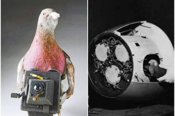 美国和英国曾在第二次世界大战提出以鸽子来制作导弹