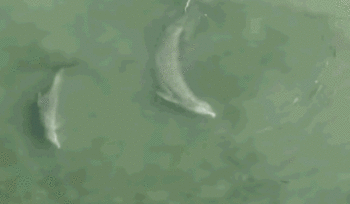 野生瓶鼻海豚吃鱼之前会把猎物踢到半空中