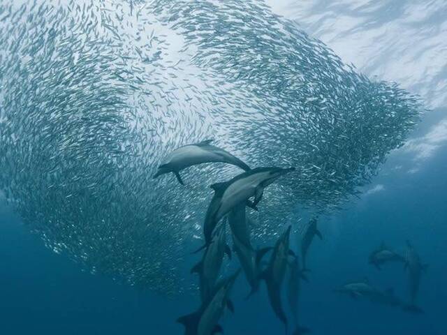 野生瓶鼻海豚吃鱼之前会把猎物踢到半空中