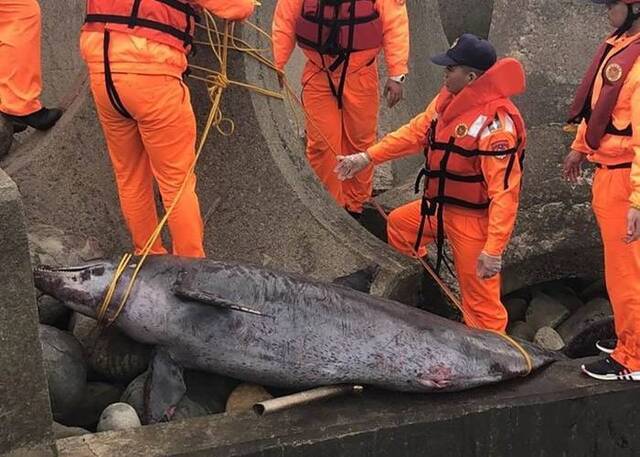 台湾苗栗县通霄镇小学对开沙滩发现保育类樽鼻海豚尸体