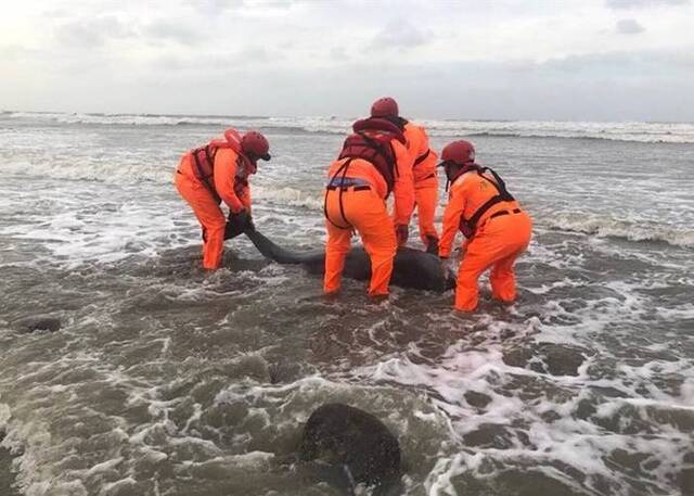 台湾苗栗县通霄镇小学对开沙滩发现保育类樽鼻海豚尸体