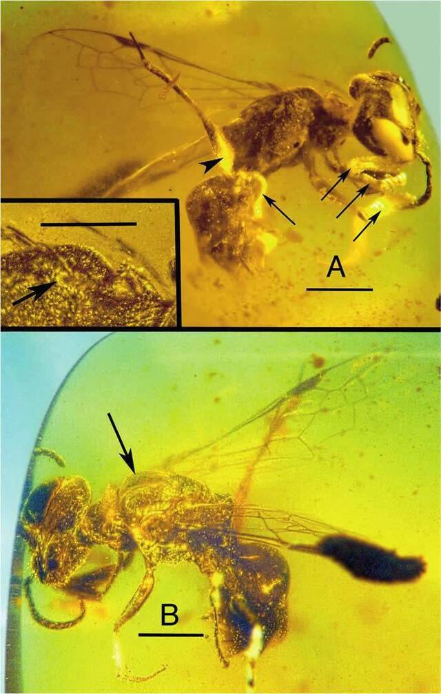 缅甸琥珀中发现白垩纪食肉蜂遗骸