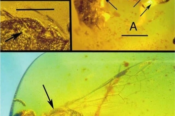 缅甸琥珀中发现白垩纪食肉蜂遗骸