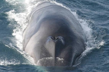 美国斯坦福大学生物学家首次成功地测试地球上最大的动物——蓝鲸的心脏收缩频率