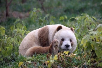 全球唯一一只棕色大熊猫“七仔”被美国公益组织熊猫国际终身认养
