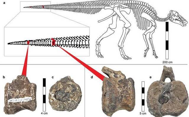 加拿大艾伯塔省6600万年前恐龙化石中发现现代人类也有的朗格汉斯细胞增生症肿瘤