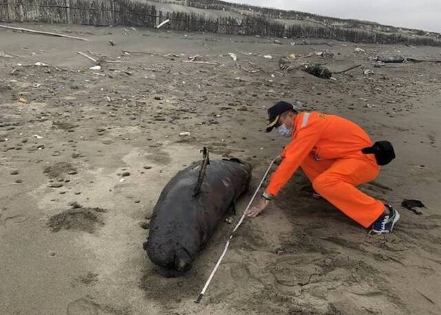 全球仅有逾千只 非常罕见的江豚搁浅陈尸台湾苗栗县后龙镇外埔海宝沟沙滩