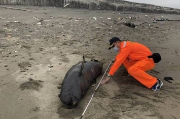 全球仅有逾千只 非常罕见的江豚搁浅陈尸台湾苗栗县后龙镇外埔海宝沟沙滩