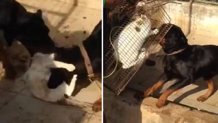 阿拉伯联合大公国男子不满白猫攻击农场家禽 将它抓起来喂狗
