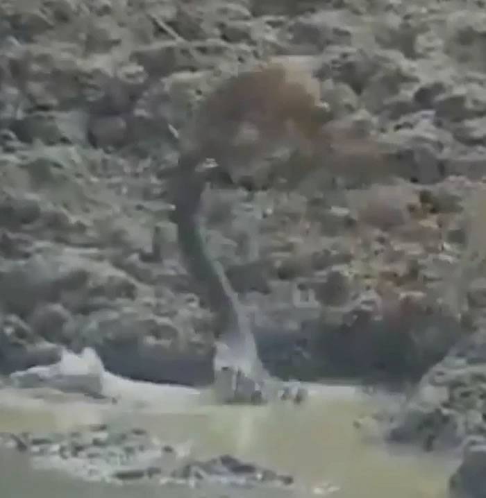 印度马哈拉施特拉邦蟒蛇潜伏在水坑底部猎杀来喝水的小鹿