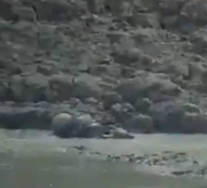 印度马哈拉施特拉邦蟒蛇潜伏在水坑底部猎杀来喝水的小鹿