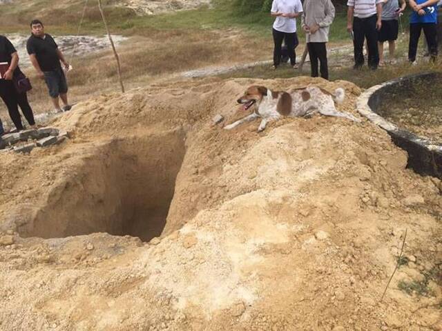 马来西亚忠犬狂追主人送葬车队