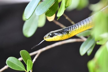 金花蛇属树栖“飞蛇”能滑翔 但一种过树蛇属澳洲蛇类竟然会跳跃