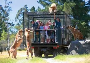 世界上最恐怖的动物园，让游客与站在的头顶狮子零距离接触