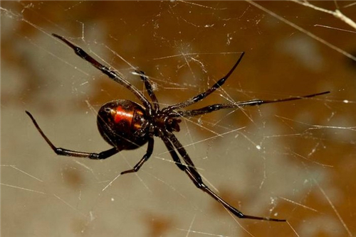 黑寡妇蜘蛛毒性强吗