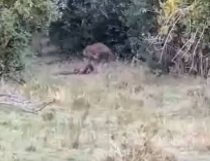 非洲大蟒蛇和猎豹之间的生死搏斗被视频拍到